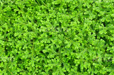 Selaginella kraussiana green small plant