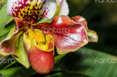 Slipper Orchid ( Paphiopedilum ) Exotic flowers