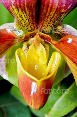 Slipper Orchid ( Paphiopedilum ) Exotic flowers