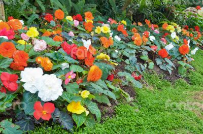 Begonia flower Garden