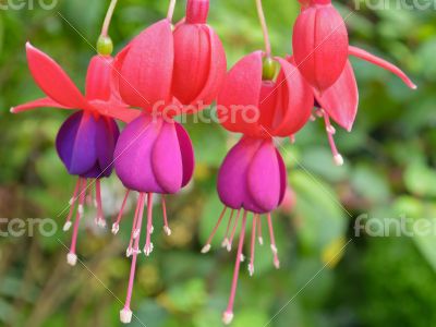 Lady`s Eardrops ( Fuchsia ) flowers