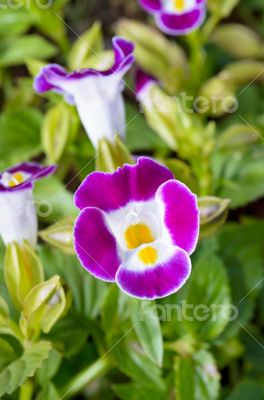 Wishbone Flower ( Torenia Fournieri Lindl )