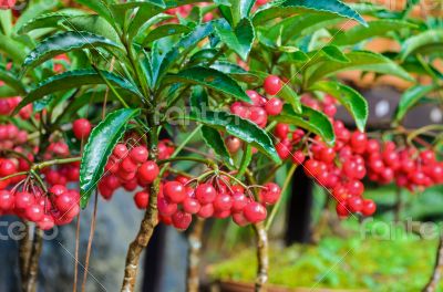 Ardisia Crenata ( Myrsinaceae )