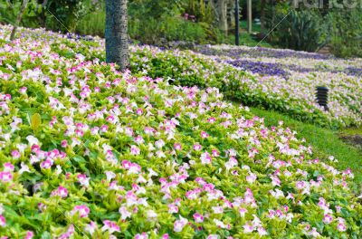 Wishbone Flower garden ( Torenia Fournieri Lindl )