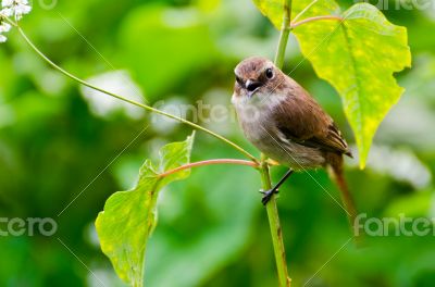 Grey Bushchat bird (female)