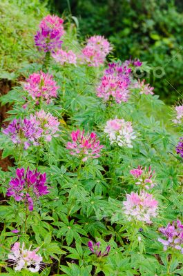 Garden flowers of Cleome with multi-colored