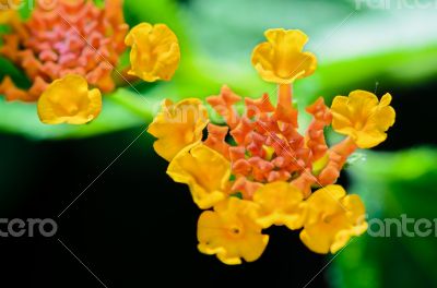 Small flowers of Lantana Camara