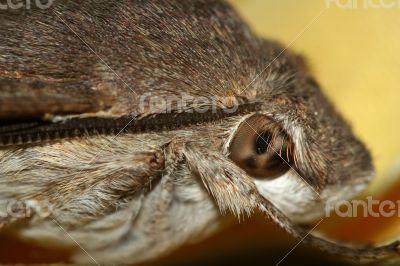 head of butterfly