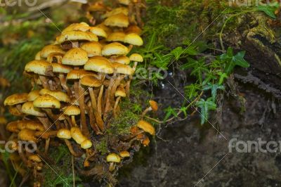 whole mushrooms in autumn