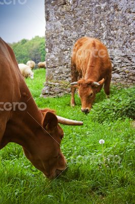 eating cows