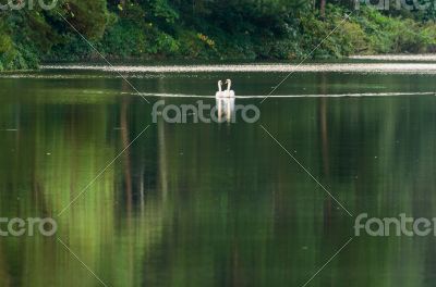 White swan and its mate are swimming in the lake