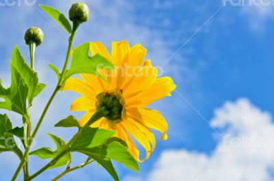 Mexican Sunflower Weed, Flowers are bright yellow