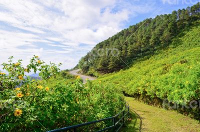 Scenic nature Doi Mae Uko mountain