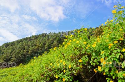 Scenic nature Doi Mae Uko mountain