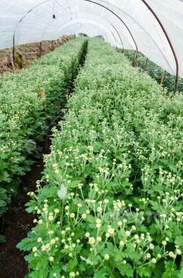 Inside greenhouse of Chrysanthemum flowers farms