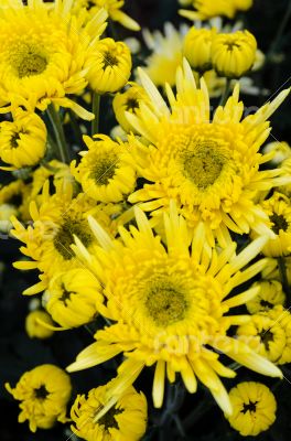 Close up yellow Chrysanthemum flowers