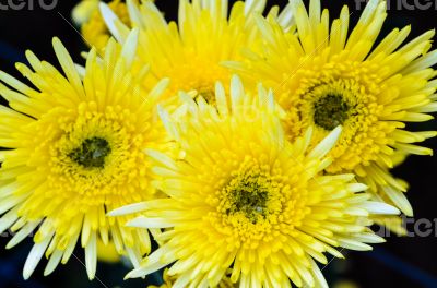 Close up yellow Chrysanthemum flowers