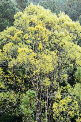 Large tree yellow leaves in the forest.