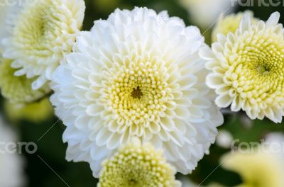 Close up white Chrysanthemum Morifolium flower