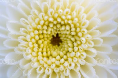 Close up white Chrysanthemum Morifolium flower