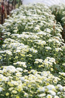 White Chrysanthemum Morifolium flowers farms