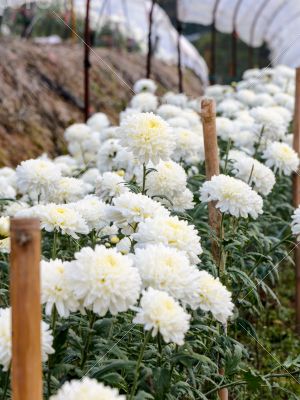 White Chrysanthemum Morifolium flowers garden