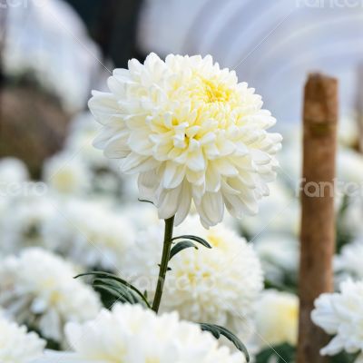 White Chrysanthemum Morifolium flowers in garden