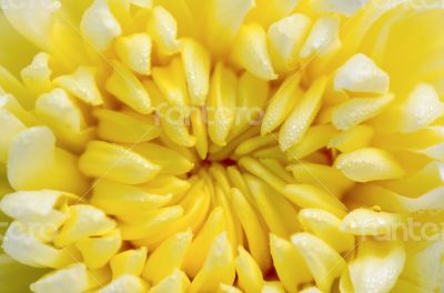 Close up middle of light yellow Chrysanthemum Morifolium flowers