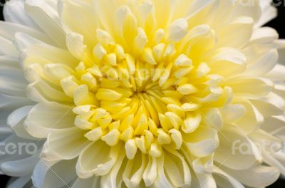 Close up middle of light yellow Chrysanthemum Morifolium flowers