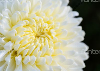 Close up white Chrysanthemum Morifolium flower