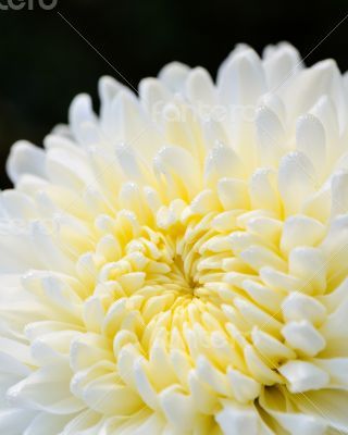 Close up white Chrysanthemum Morifolium flower
