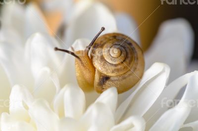 Snail on white flower