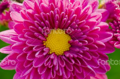 Close up fuchsia Chrysanthemum Morifolium flowers