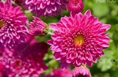 Close up fuchsia Chrysanthemum Morifolium flowers