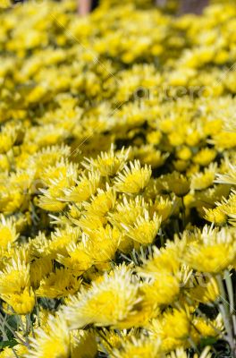 Yellow Chrysanthemum flowers garden