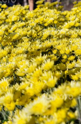 Yellow Chrysanthemum flowers garden