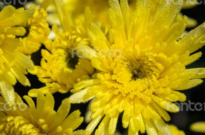 Close up yellow Chrysanthemum Morifolium flowers