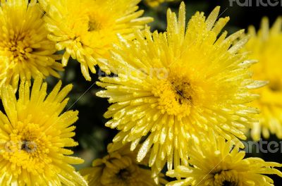 Close up yellow Chrysanthemum Morifolium flowers