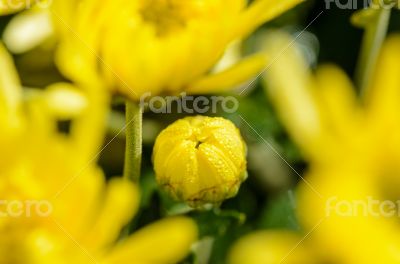 Close up buds yellow Chrysanthemum Morifolium flowers