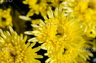 Close up yellow Chrysanthemum Morifolium flowers