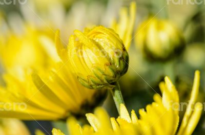 Close up buds yellow Chrysanthemum Morifolium flowers