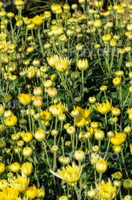 Buds of yellow Chrysanthemum Morifolium flowers in the garden