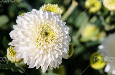 White Chrysanthemum Morifolium flowers in garden