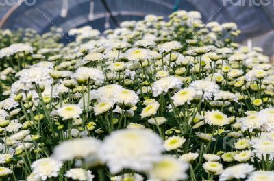 White Chrysanthemum Morifolium flowers garden
