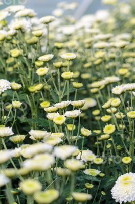 White Chrysanthemum Morifolium flowers garden
