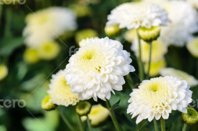 White Chrysanthemum Morifolium flowers in garden
