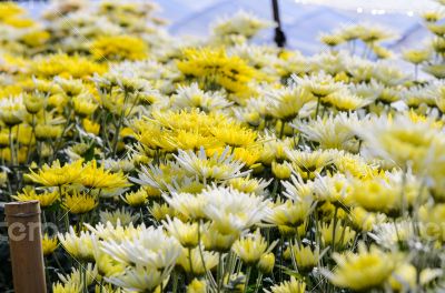 Chrysanthemum Morifolium flowers garden