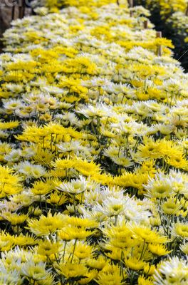 Chrysanthemum Morifolium flowers garden