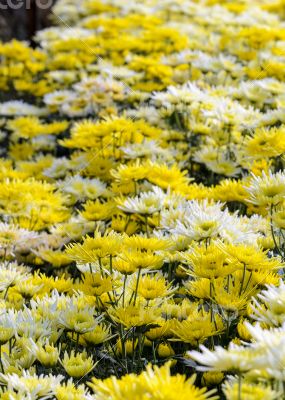 Chrysanthemum Morifolium flowers garden
