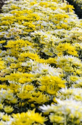 Chrysanthemum Morifolium flowers garden